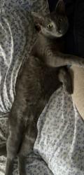 Lost Female Cat last seen Waterside Court Virginia Beach, Va, Virginia Beach, VA 23452
