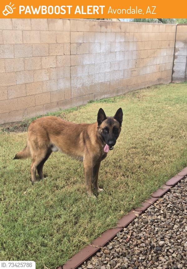 Found/Stray Male Dog last seen 107th ave and thomas rd, Avondale, AZ 85392