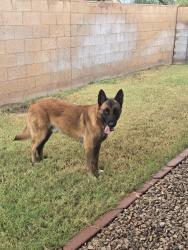 Found/Stray Male Dog last seen 107th ave and thomas rd, Avondale, AZ 85392