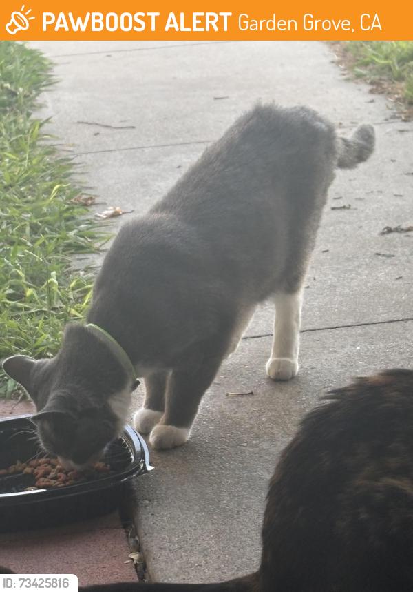 Found/Stray Unknown Cat last seen brookhurst x hazard, Garden Grove, CA 92843