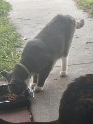 Found/Stray Unknown Cat last seen brookhurst x hazard, Garden Grove, CA 92843