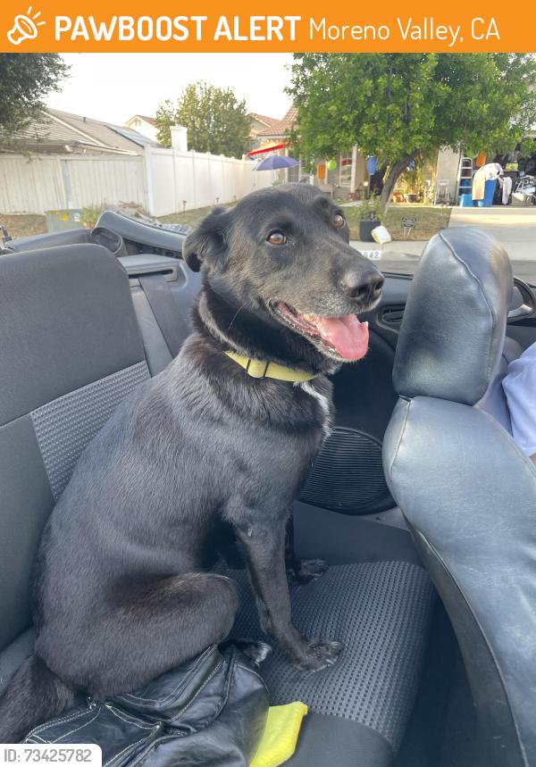 Found/Stray Female Dog last seen Kitching and Iris, Moreno Valley, CA 92553