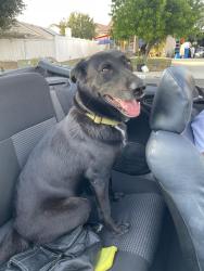 Found/Stray Female Dog last seen Kitching and Iris, Moreno Valley, CA 92553