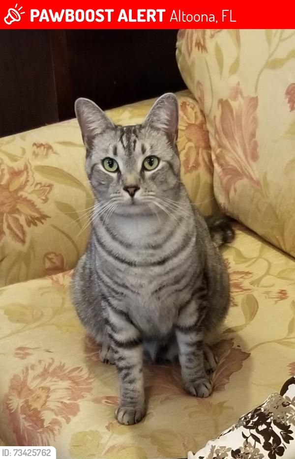 Lost Male Cat last seen Dollar General, 19 & 42, Altoona, FL, Altoona, FL 32702