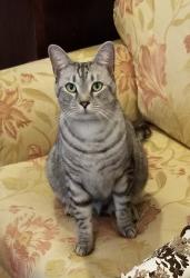 Lost Male Cat last seen Dollar General, 19 & 42, Altoona, FL, Altoona, FL 32702