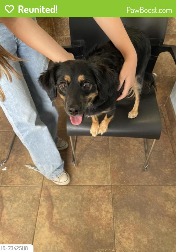 Reunited Female Dog last seen 87th Ave and Meadow, Peoria, AZ 85382