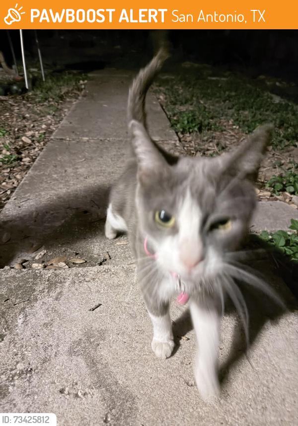 Found/Stray Unknown Cat last seen Near rimrock and star creek, San Antonio, TX 78251