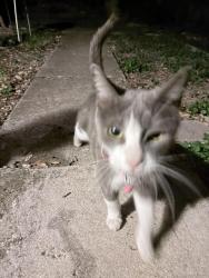 Found/Stray Unknown Cat last seen Near rimrock and star creek, San Antonio, TX 78251