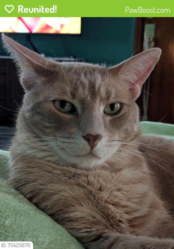 Reunited Male Cat last seen Sweetbriar/Gaylord, Crest Hill, IL 60403