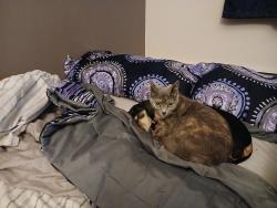 Lost Female Cat last seen Thomas street, Wilkes-Barre, PA 18705
