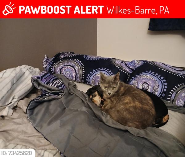 Lost Female Cat last seen Thomas street, Wilkes-Barre, PA 18705