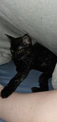 Lost Female Cat last seen Somewhere around 104 Ridge Drive., Shermans Dale, PA 17090