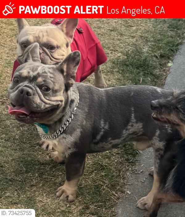 Lost Male Dog last seen Manchester, Los Angeles, CA 90002