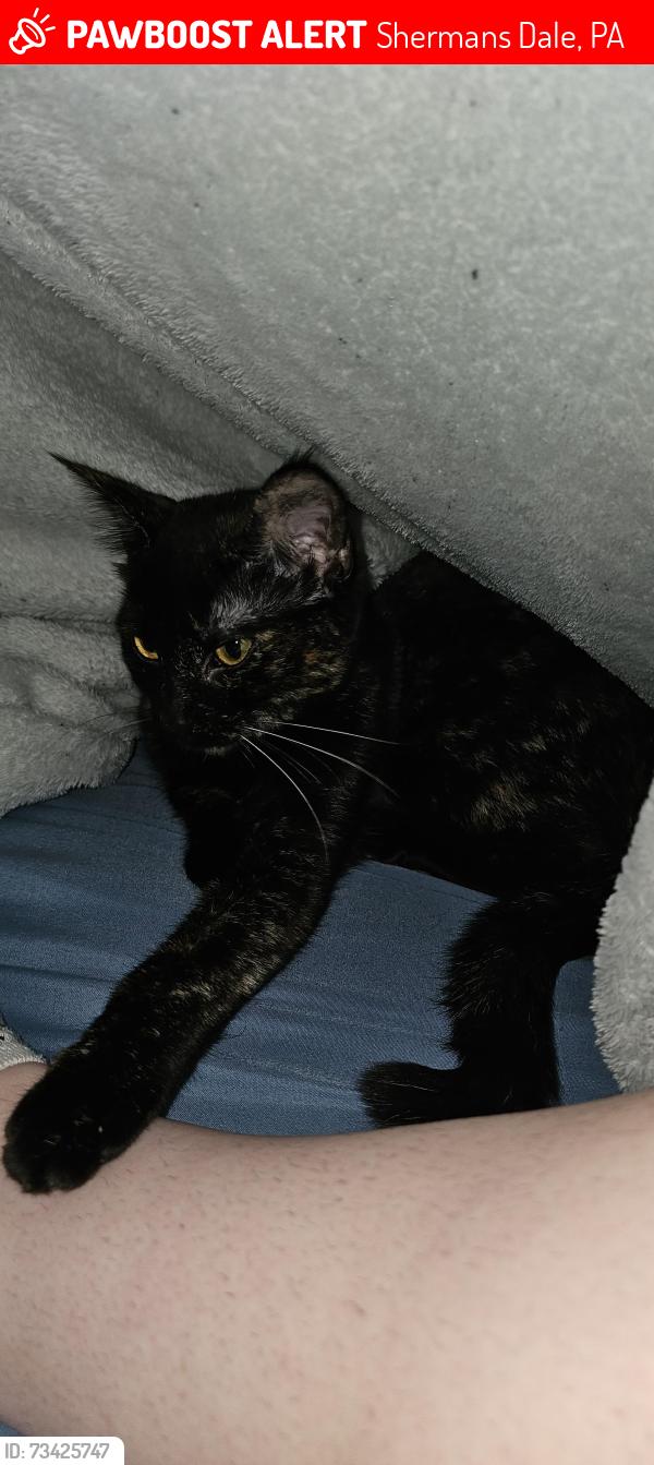Lost Female Cat last seen Somewhere around 104 Ridge Drive., Shermans Dale, PA 17090