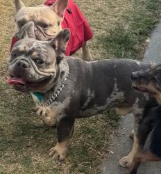 Lost Male Dog last seen Manchester, Los Angeles, CA 90002