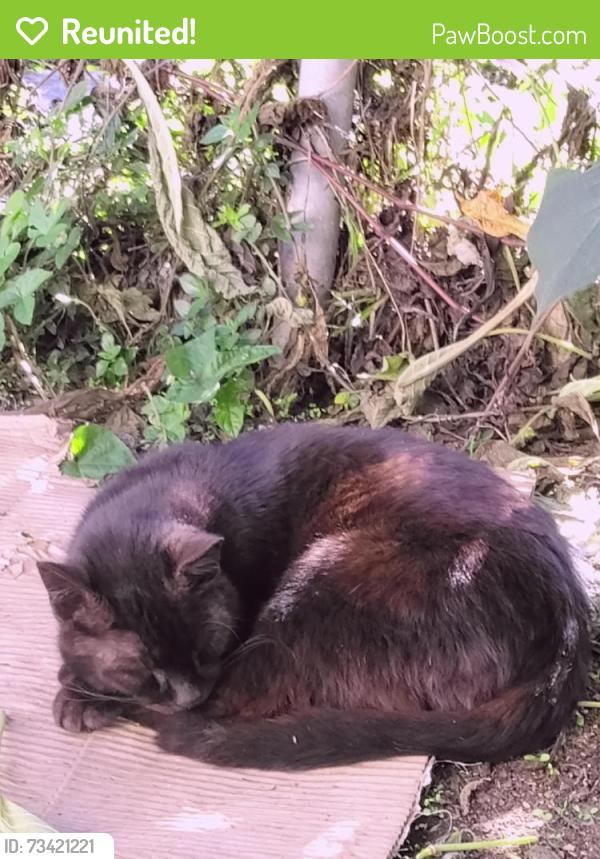 Reunited Male Cat last seen 28th and Denison Ave, San Pedro, Los Angeles, CA 90731