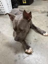 Found/Stray Female Dog last seen Estes Chapel Hill, Chapel Hill, NC 27514