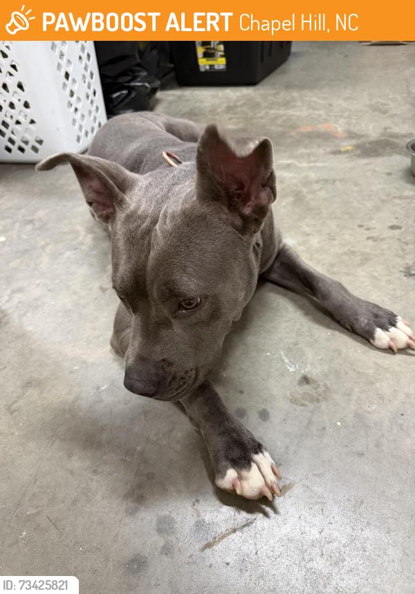 Found/Stray Female Dog last seen Estes Chapel Hill, Chapel Hill, NC 27514