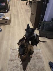 Lost Male Dog last seen Near country club rd Washington PA, Washington, PA 15301