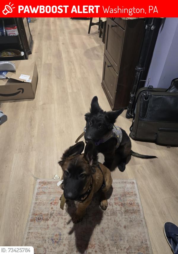 Lost Male Dog last seen Near country club rd Washington PA, Washington, PA 15301