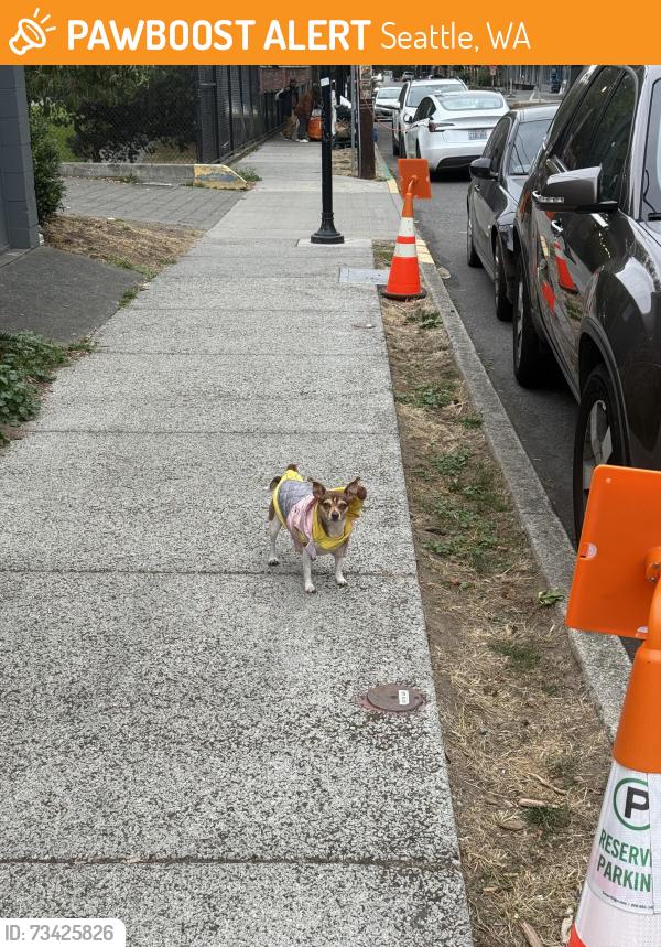 Found/Stray Unknown Dog last seen Cascade Park, Pontius Ave, Seattle, WA 98109