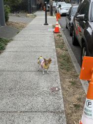 Found/Stray Unknown Dog last seen Cascade Park, Pontius Ave, Seattle, WA 98109