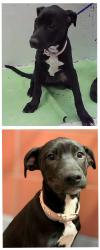 Found/Stray Female Dog last seen Pannell-77026, Houston, TX 77026
