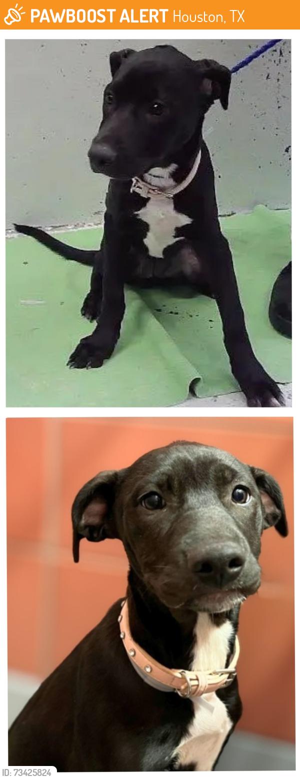 Found/Stray Female Dog last seen Pannell-77026, Houston, TX 77026