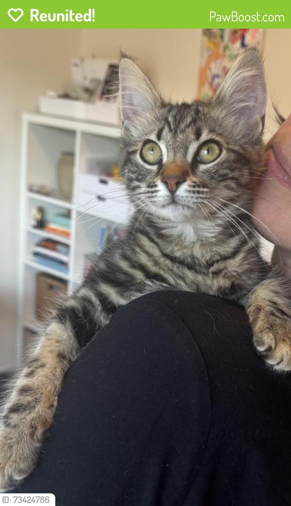 Reunited Female Cat last seen Forest Ave and Mission St, South Pasadena, CA 91030