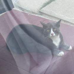 Found/Stray Unknown Cat last seen Valley Ave, Alhambra, CA 91803