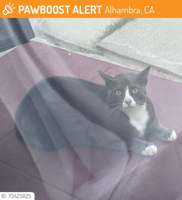 Found/Stray Unknown Cat last seen Valley Ave, Alhambra, CA 91803