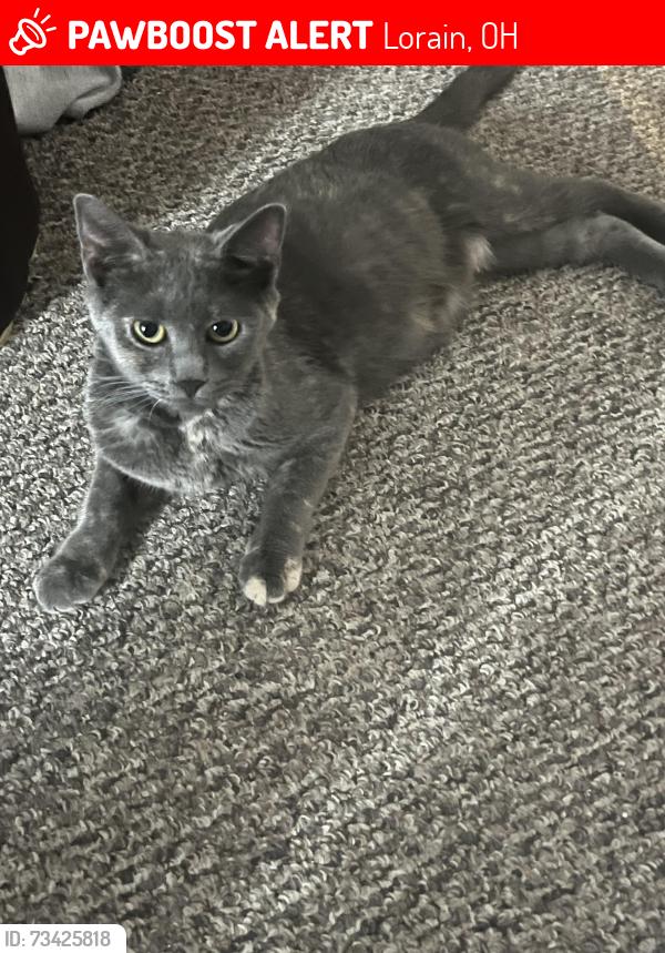 Lost Female Cat last seen E 42nd street between oakwood ave & denison dr, Lorain, OH 44055