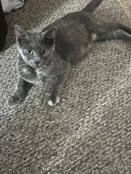 Lost Female Cat last seen E 42nd street between oakwood ave & denison dr, Lorain, OH 44055