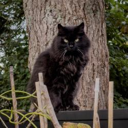 Lost Male Cat last seen Near St and 26A st, Surrey, BC V4A 5R8