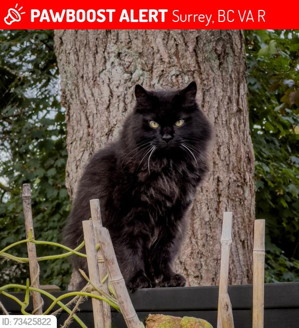 Lost Male Cat last seen Near St and 26A st, Surrey, BC V4A 5R8