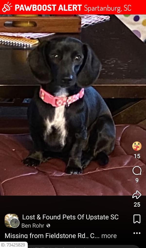 Lost Female Dog last seen Spotted near Texas Roadhouse, Spartanburg, SC 29301