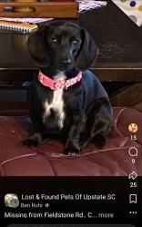 Lost Female Dog last seen Spotted near Texas Roadhouse, Spartanburg, SC 29301