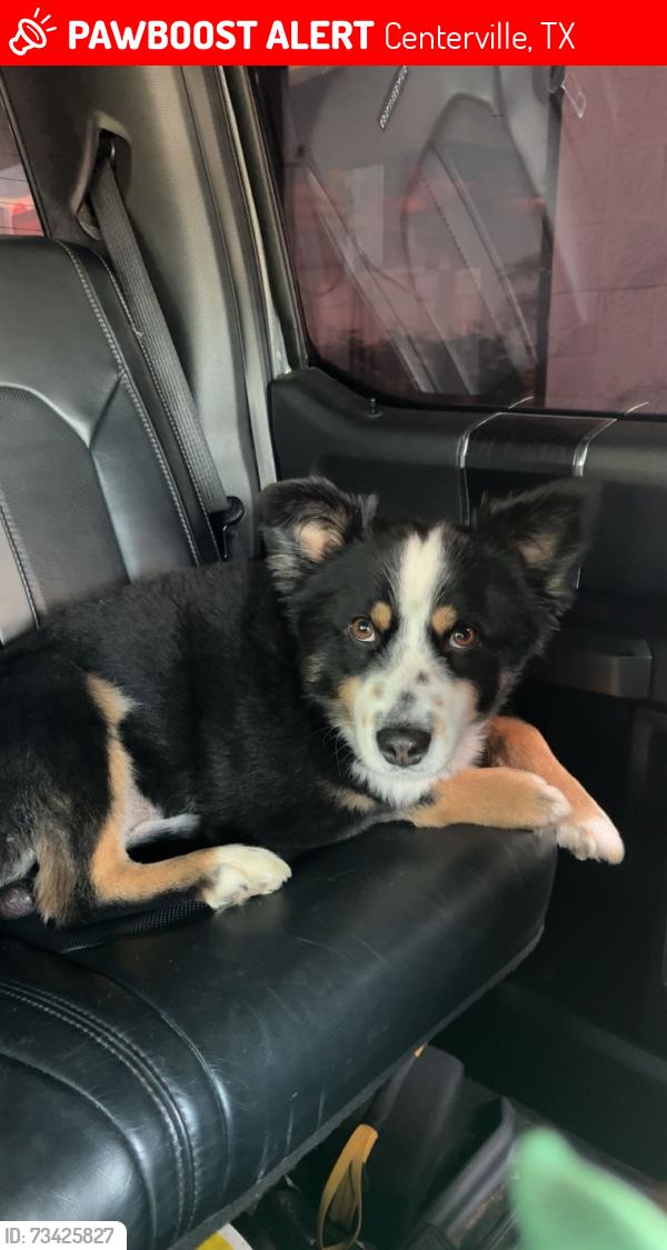 Lost Male Dog last seen Near CR 114, Centerville, TX 75833