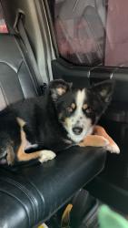 Lost Male Dog last seen Near CR 114, Centerville, TX 75833