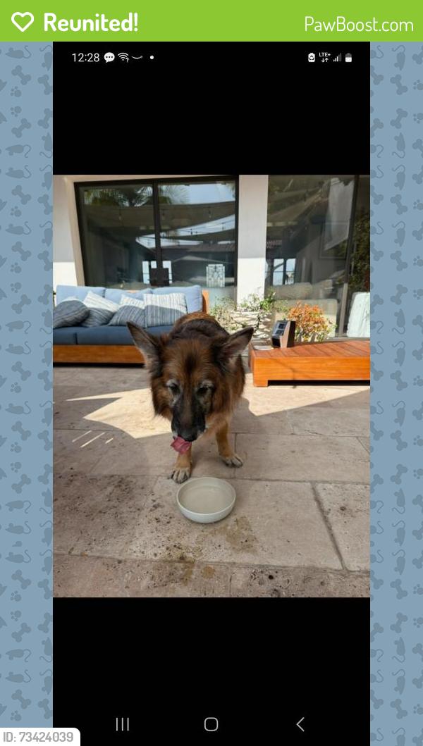 Reunited Unknown Dog last seen 4th and Adelaide, Santa Monica, CA 90402