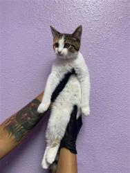 Shelter Stray Female Cat last seen Near Ben Swain, CITY of El Paso, TX, 5001 Fred Wilson Ave, El Paso, TX 79906, USA