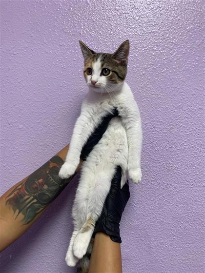 Shelter Stray Female Cat last seen Near Ben Swain, CITY of El Paso, TX, 5001 Fred Wilson Ave, El Paso, TX 79906, USA