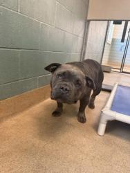 Shelter Stray Female Dog last seen Near exit 66th street, Oakland, CA, 1101 29th Ave, Oakland, CA 94601, USA