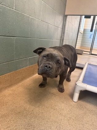 Shelter Stray Female Dog last seen Near exit 66th street, Oakland, CA, 1101 29th Ave, Oakland, CA 94601, USA