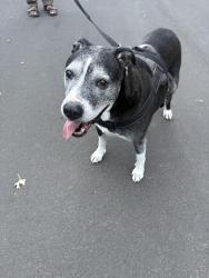 Found/Stray Male Dog last seen Tufts and S King St, South from Bowmar Heights Park, Englewood, CO 80236