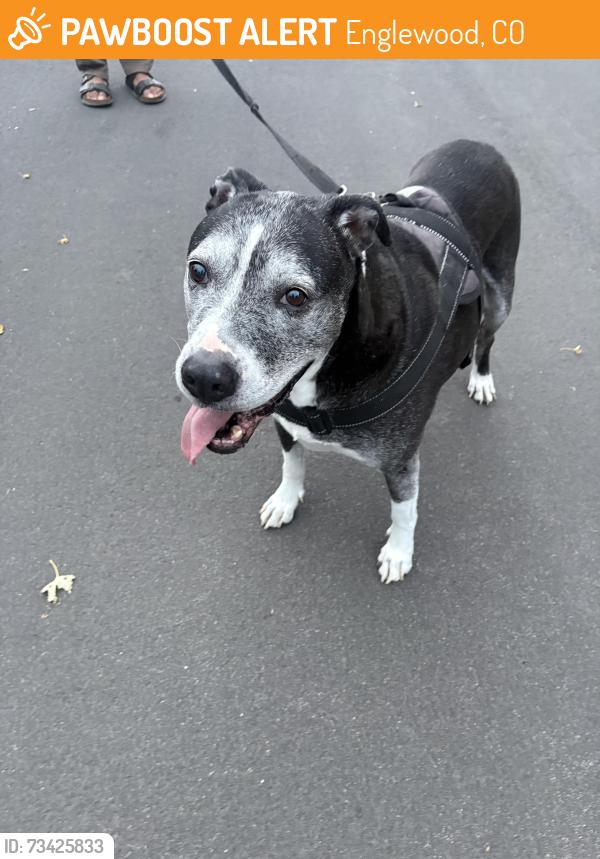 Found/Stray Male Dog last seen Tufts and S King St, South from Bowmar Heights Park, Englewood, CO 80236