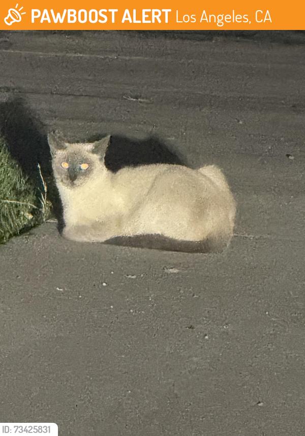 Found/Stray Unknown Cat last seen Desoto / Roscoe, Los Angeles, CA 91306