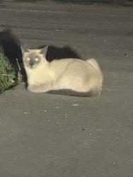 Found/Stray Unknown Cat last seen Desoto / Roscoe, Los Angeles, CA 91306