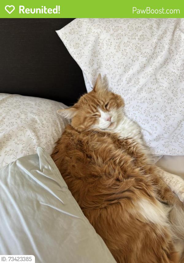 Reunited Male Cat last seen Cross street of Bradley and hill road novato, Novato, CA 94947