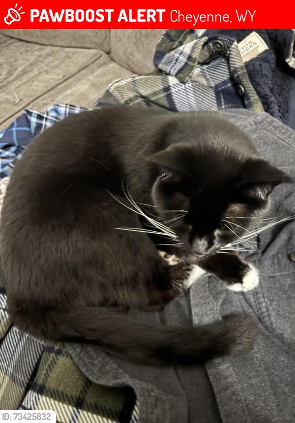 Lost Female Cat last seen Beckle, Ashley, Jordann, Emily, Reese, Cheyenne, WY 82009
